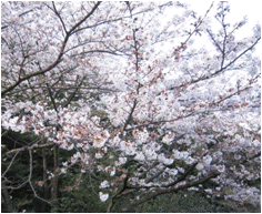 22.03.26hanami01.gif