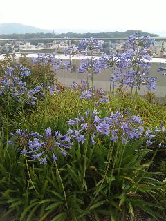 agapanthus.jpg